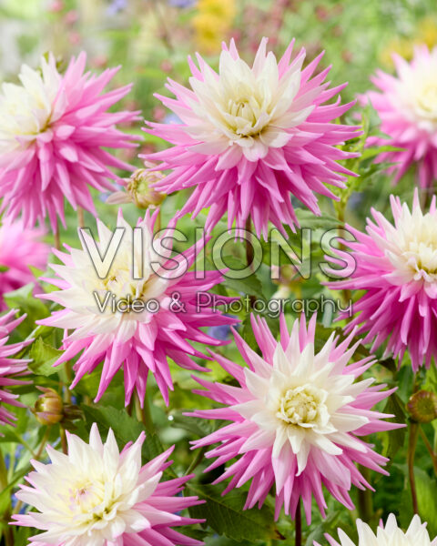 Dahlia Hillcrest Candy