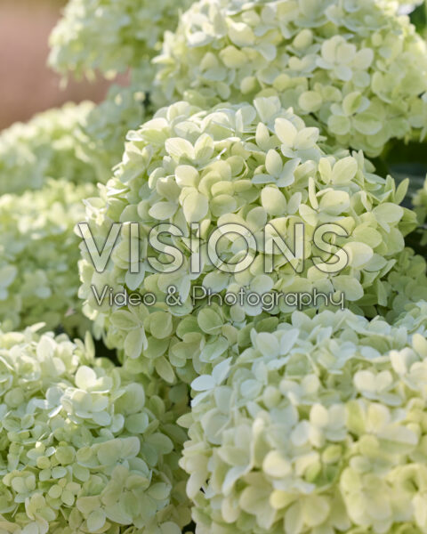 Hydrangea paniculata White-A-Bella®
