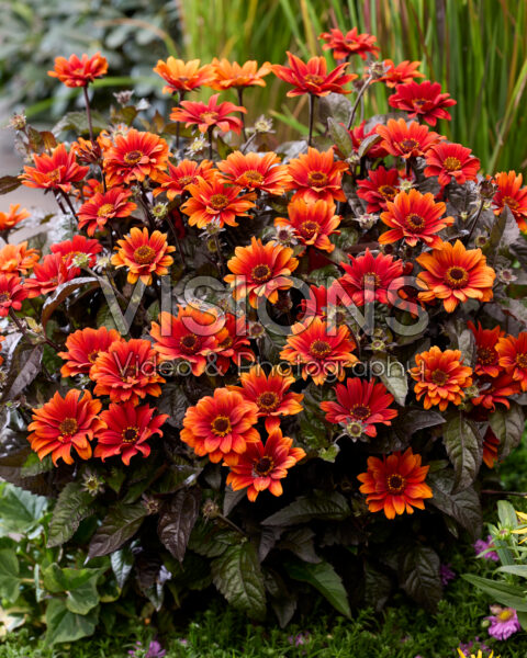 Heliopsis helianthoides Bleeding Hearts