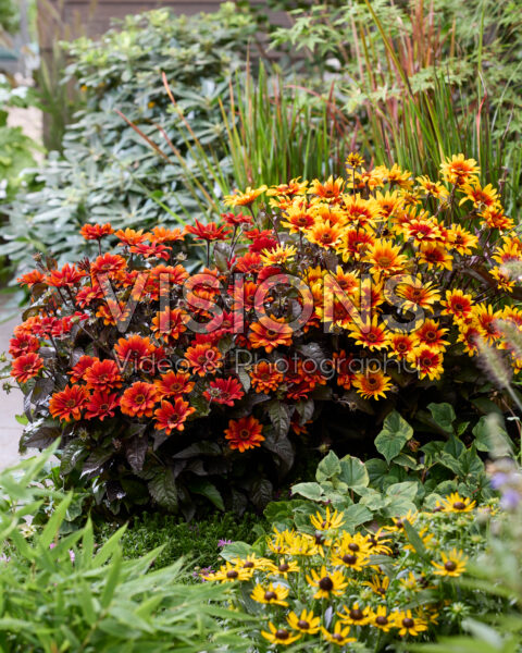 Heliopsis helianthoides Burning Hearts, Bleeding Hearts Heliopsis helianthoides Burning Hearts, Bleeding Hearts