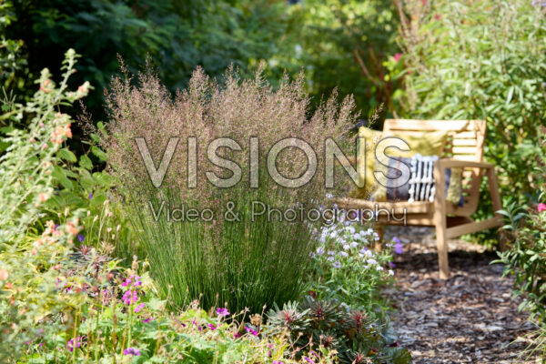 Molinia caerulea Banshee Molinia caerulea Banshee