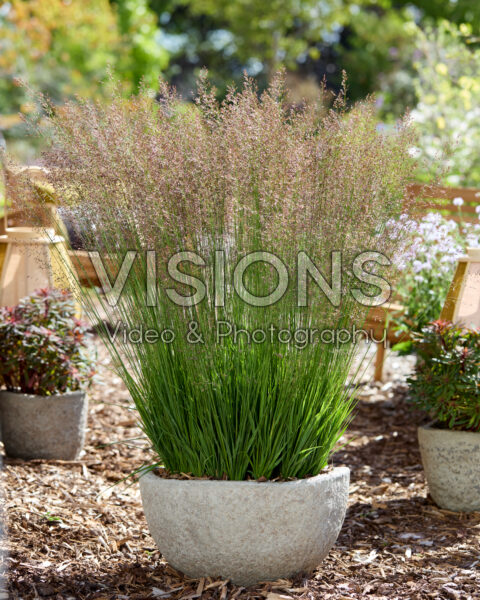 Molinia caerulea Banshee Molinia caerulea Banshee