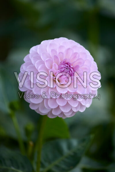 Dahlia Megan Dean