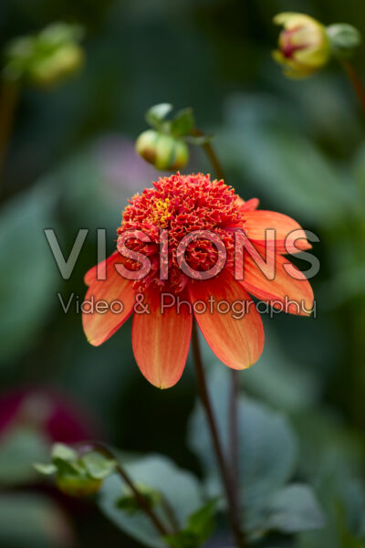 Dahlia Josie