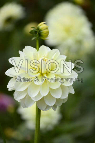 Dahlia Creme Corner Dahlia Creme Corner