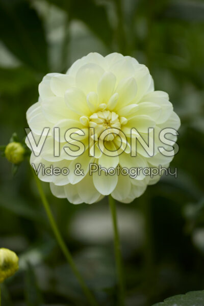 Dahlia Creme Corner