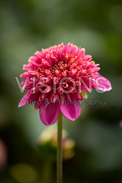 Dahlia Alyshia