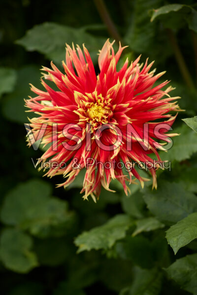 Dahlia Show 'n' Tell