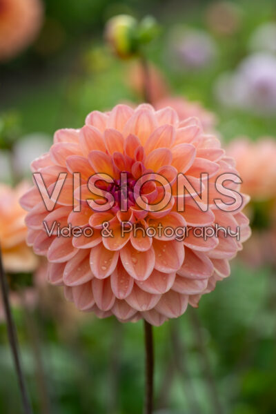 Dahlia Moderato