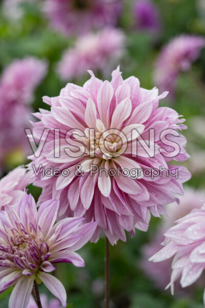 Dahlia Labyrinth Twotone
