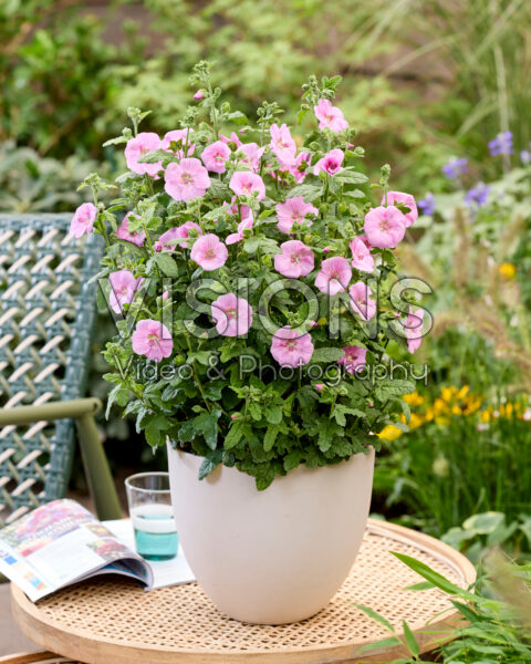 Anisodontea Carnival Lights Cotton Candy Pink Anisodontea Carnival Lights Cotton Candy Pink