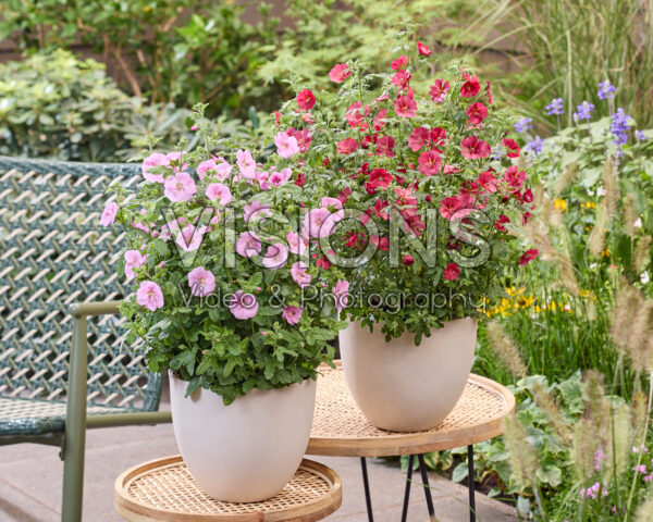 Anisodontea Carnival Lights Cotton Candy Pink, Candy Apple Anisodontea Carnival Lights Cotton Candy Pink, Candy Apple