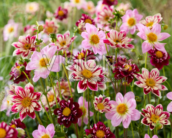 Collarette dahlia mix