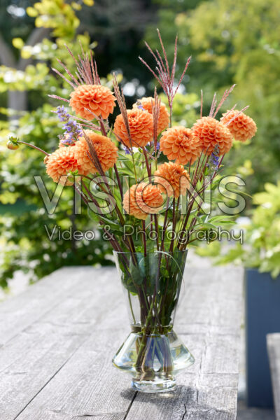 Dahlia Sylvia
