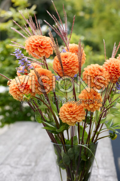 Dahlia Sylvia