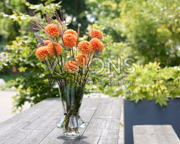 Dahlia Sylvia Dahlia Sylvia