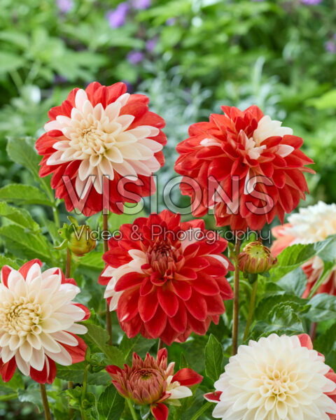 Dahlia Tangerine Sorbet