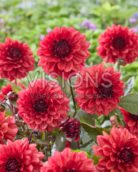 Dahlia Orient Express Dahlia Orient Express