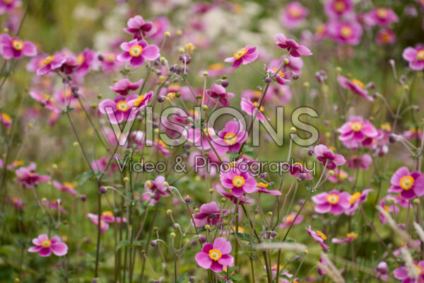 Anemone hupehensis