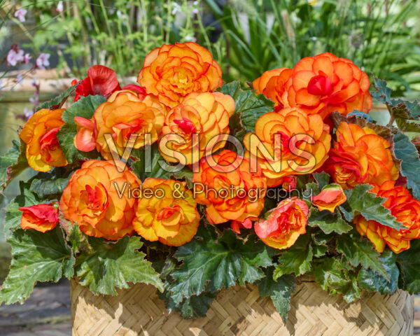 Begonia Picotee Yellow