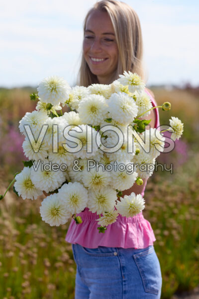 Dahlia Snow Cap