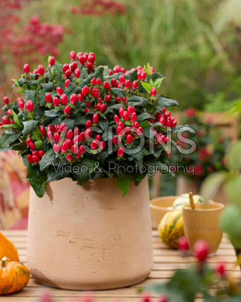 Hypericum red