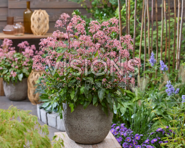 Cardiandra Autumn Bouquet Cardiandra Autumn Bouquet