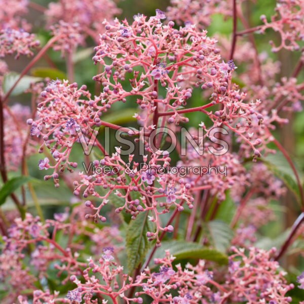 Cardiandra Autumn Bouquet Cardiandra Autumn Bouquet