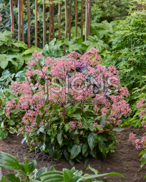 Cardiandra Autumn Bouquet