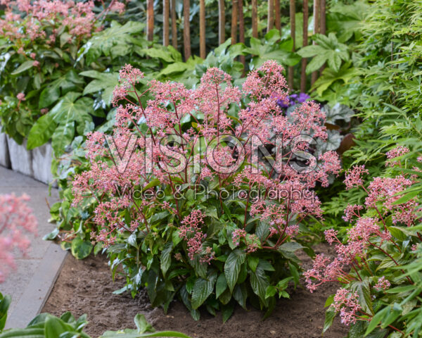 Cardiandra Autumn Bouquet