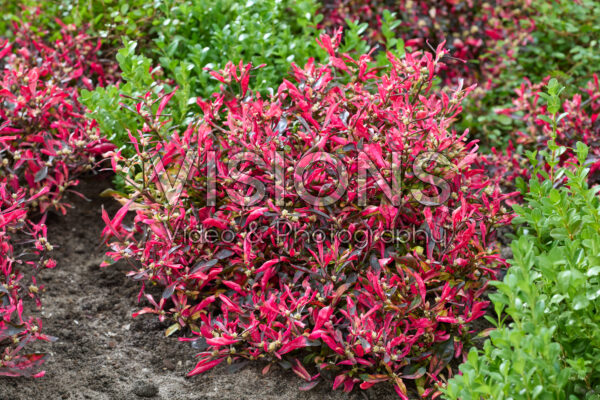 Alternanthera reineckii Pink Autumn