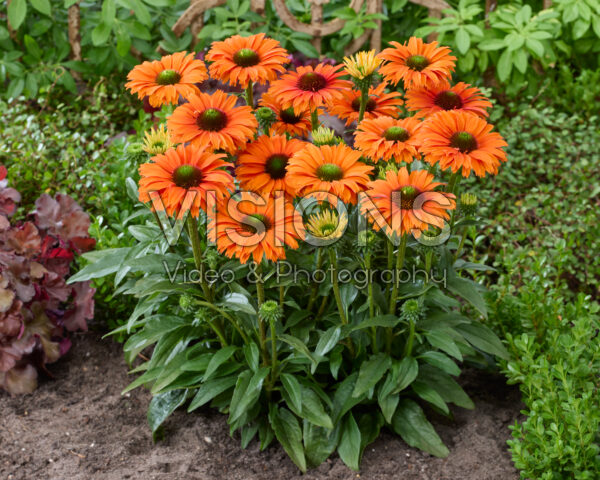 Echinacea SunSeekers Orange