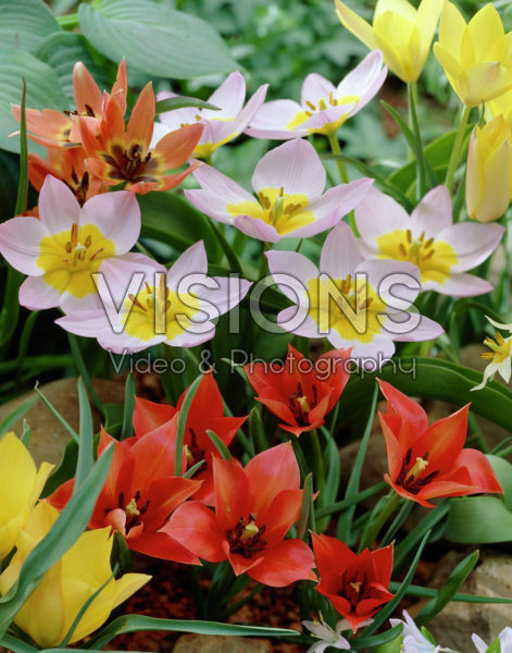 Tulipa Miscellaneous collection