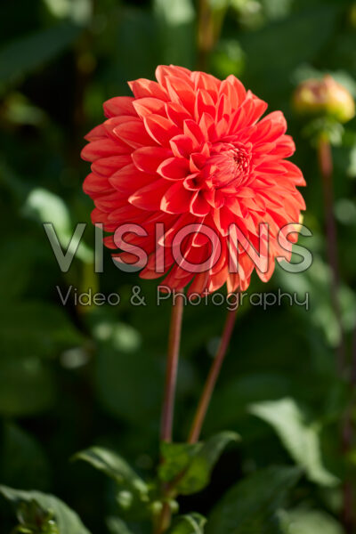 Dahlia Happy Halloween Dahlia Happy Halloween