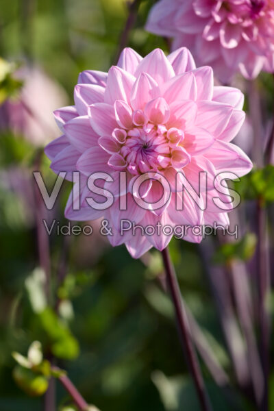 Dahlia Karma Prospero