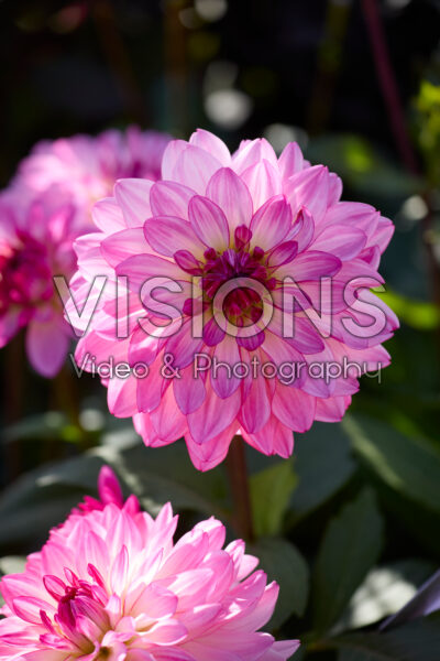 Dahlia Sincerity Dahlia Sincerity