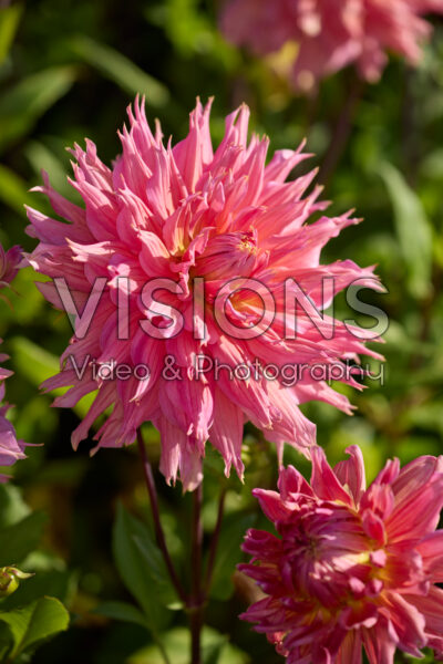 Dahlia Omega