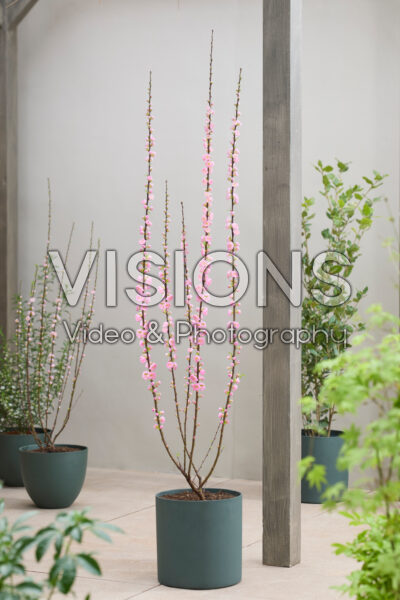 Prunus triloba Prunus triloba