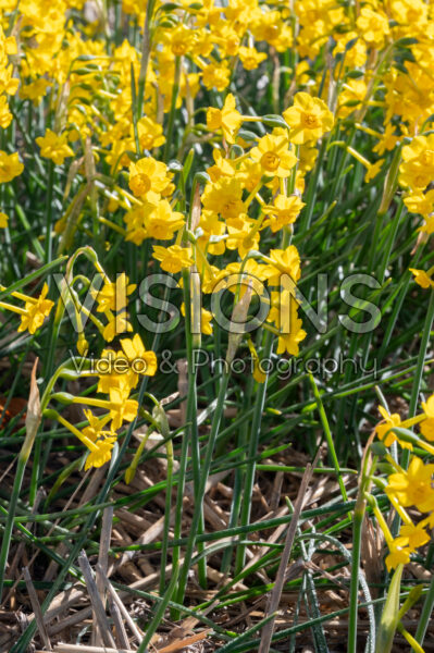 Narcissus Chiquitita