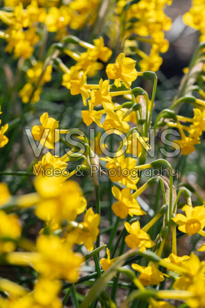 Narcissus Chiquitita