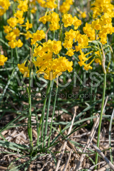 Narcissus Chiquitita Narcissus Chiquitita