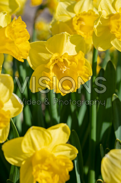 Narcissus Gringo Narcissus Gringo