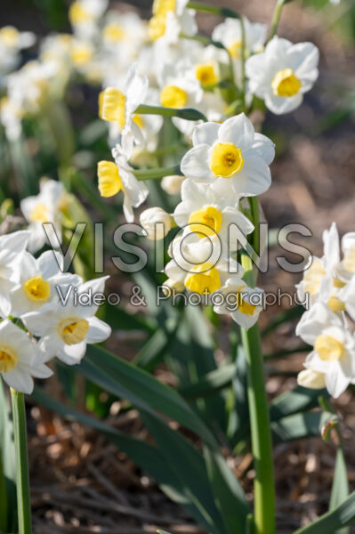 Narcissus Grand Primo Citronière