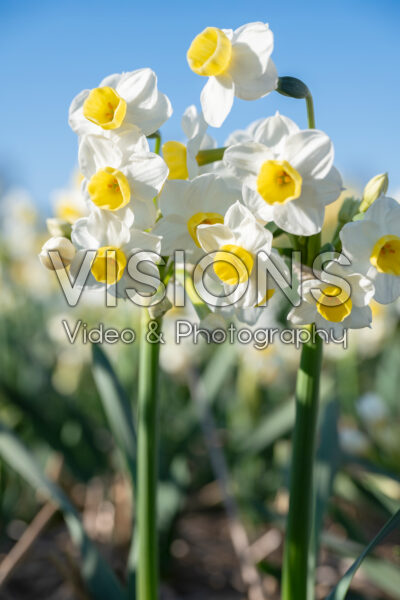Narcissus Grand Primo Citronière Narcissus Grand Primo Citronière
