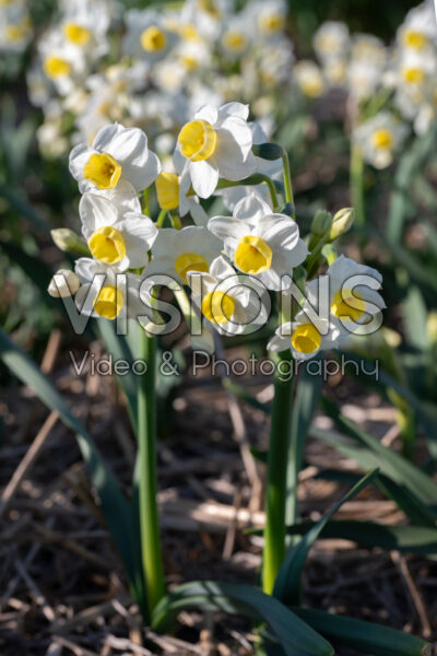Narcissus Grand Primo Citronière