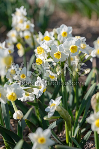 Narcissus Grand Primo Citronière
