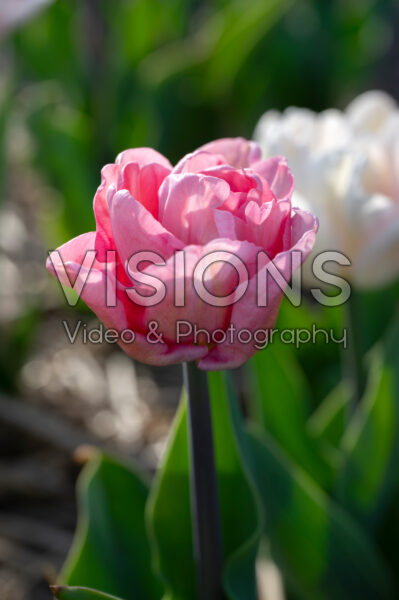 Tulipa Wedding Gift Tulipa Wedding Gift