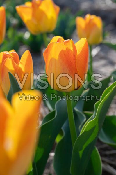 Tulipa Goldfinch Tulipa Goldfinch