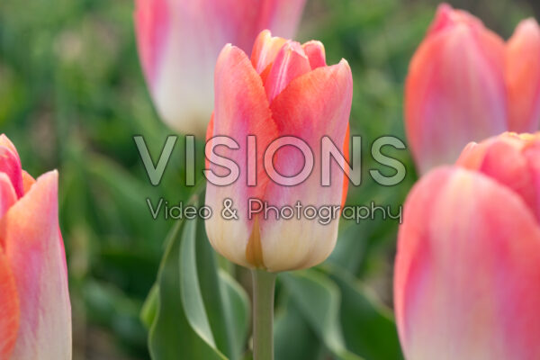 Tulipa Jumbo Jet Tulipa Jumbo Jet