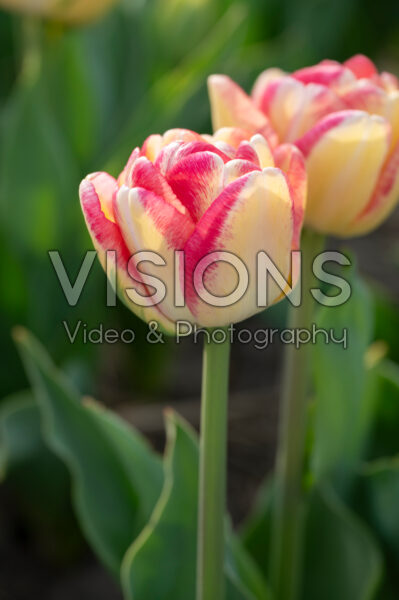 Tulipa Double Blizz